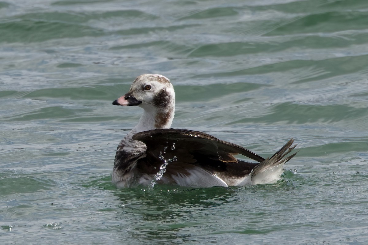 Long-tailed Duck - Donna Salko