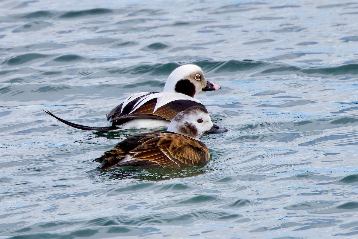 Long-tailed Duck - ML615510836