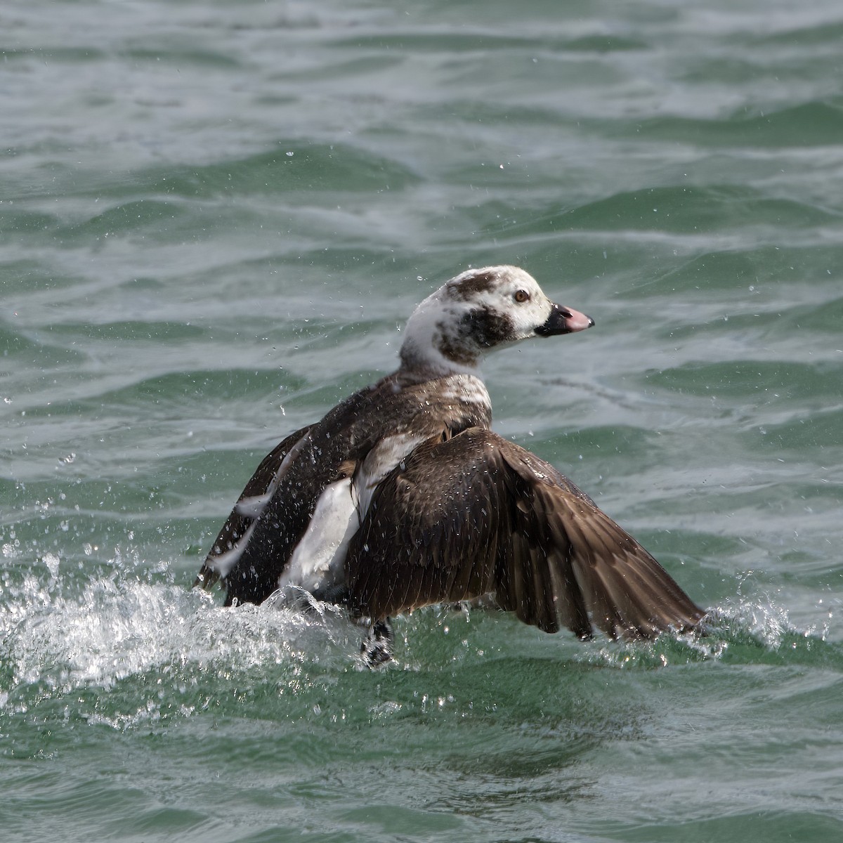 Long-tailed Duck - ML615510837