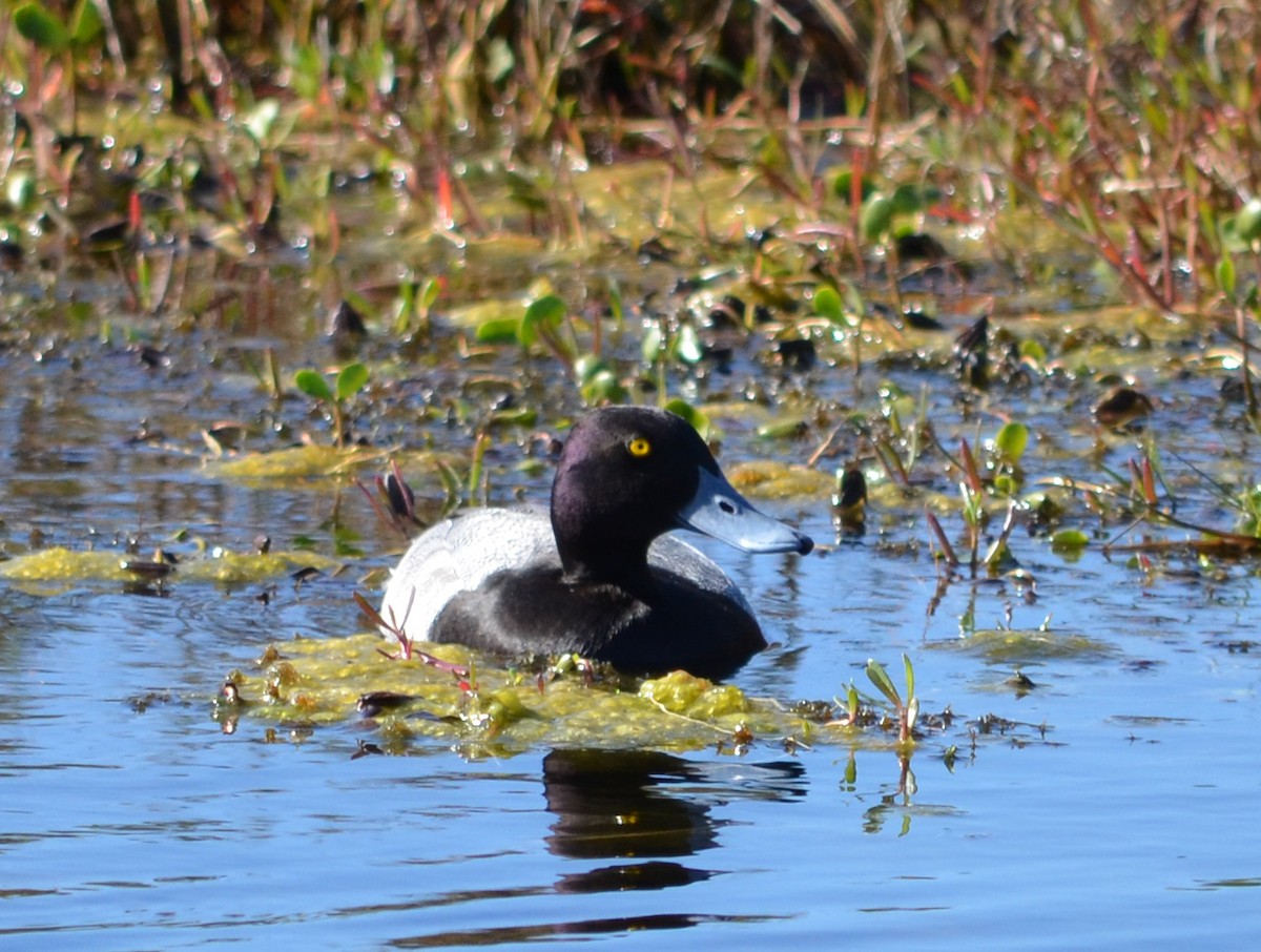 Greater Scaup - ML615511028