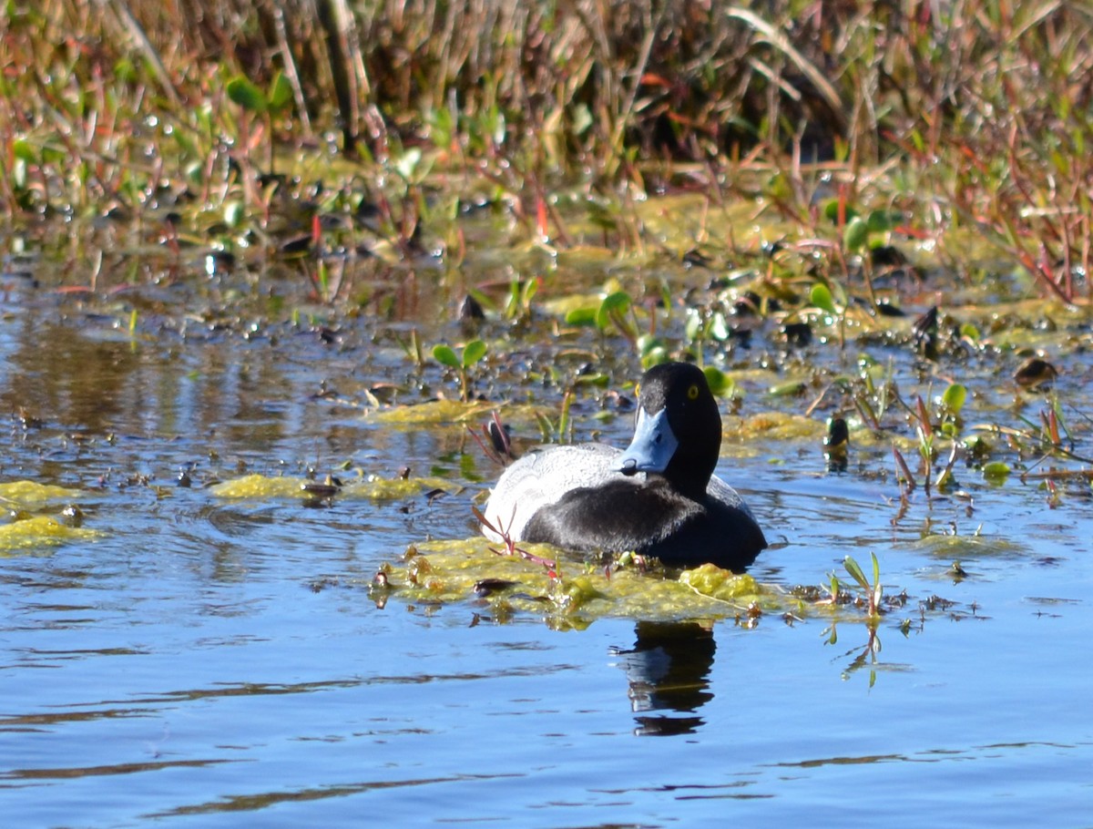 Greater Scaup - ML615511031