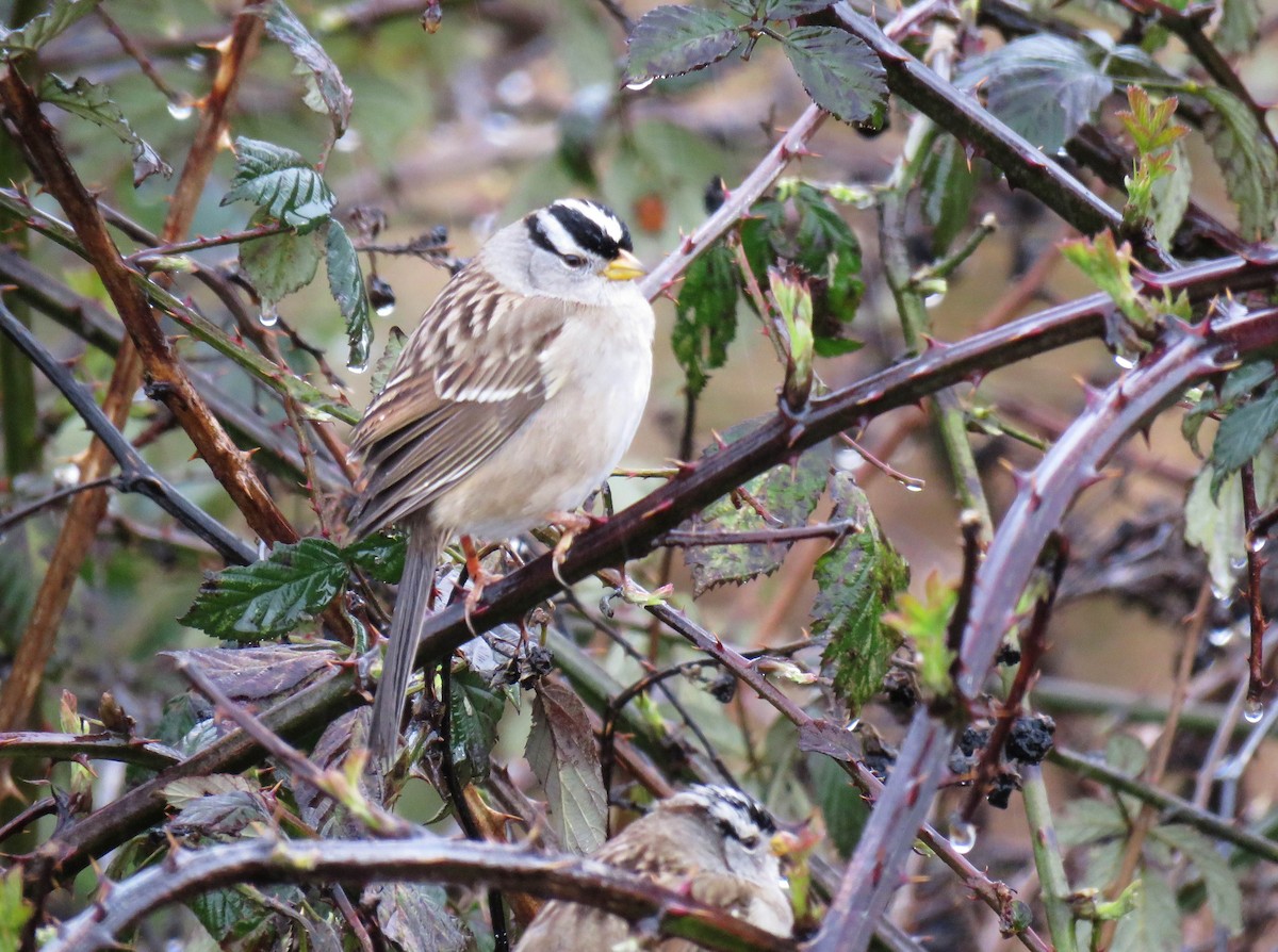 White-crowned Sparrow (Yellow-billed) - ML615511211
