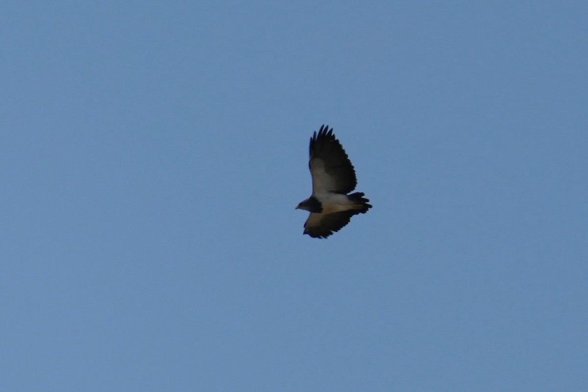 Black-chested Buzzard-Eagle - ML615511416
