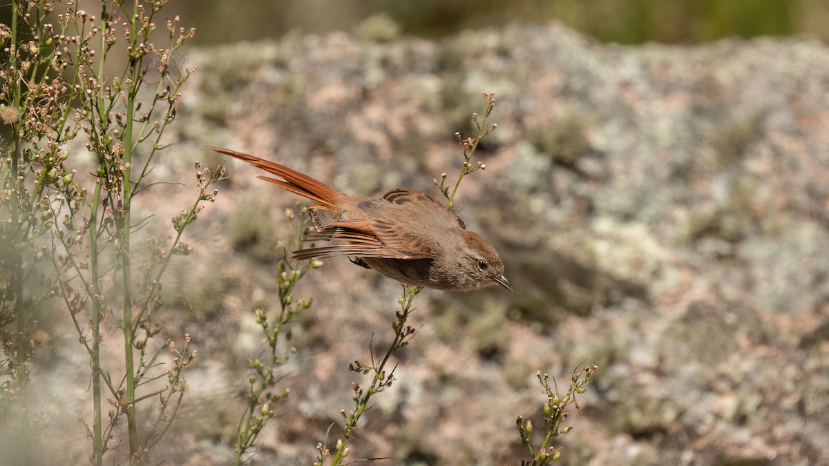 Brown-capped Tit-Spinetail - ML615511450