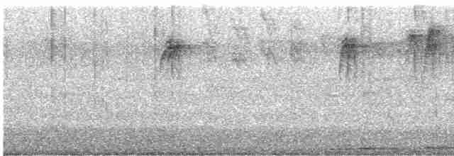 Colibri cora - ML615511521
