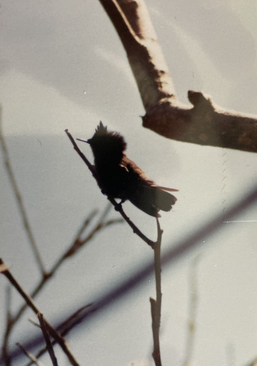 Antillean Crested Hummingbird - ML615511610