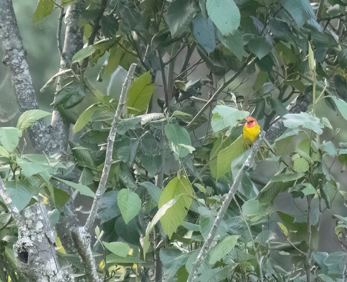 Red-headed Tanager - ML615511637