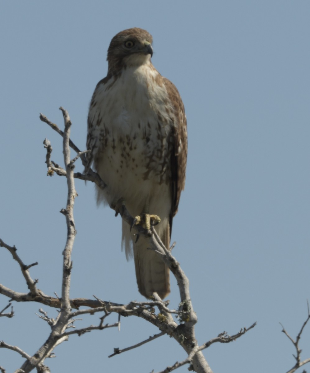 Red-tailed Hawk - ML615511663
