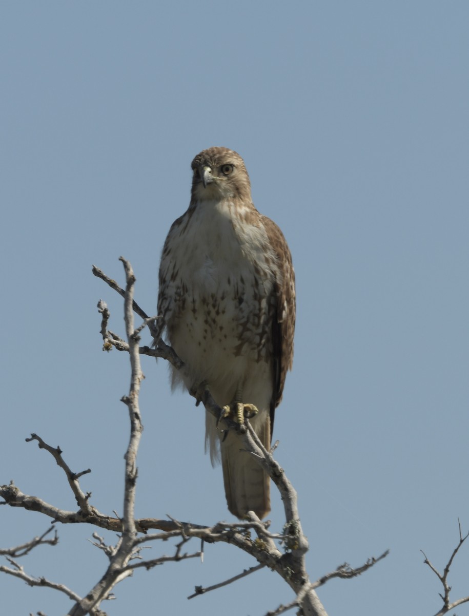 Red-tailed Hawk - ML615511664
