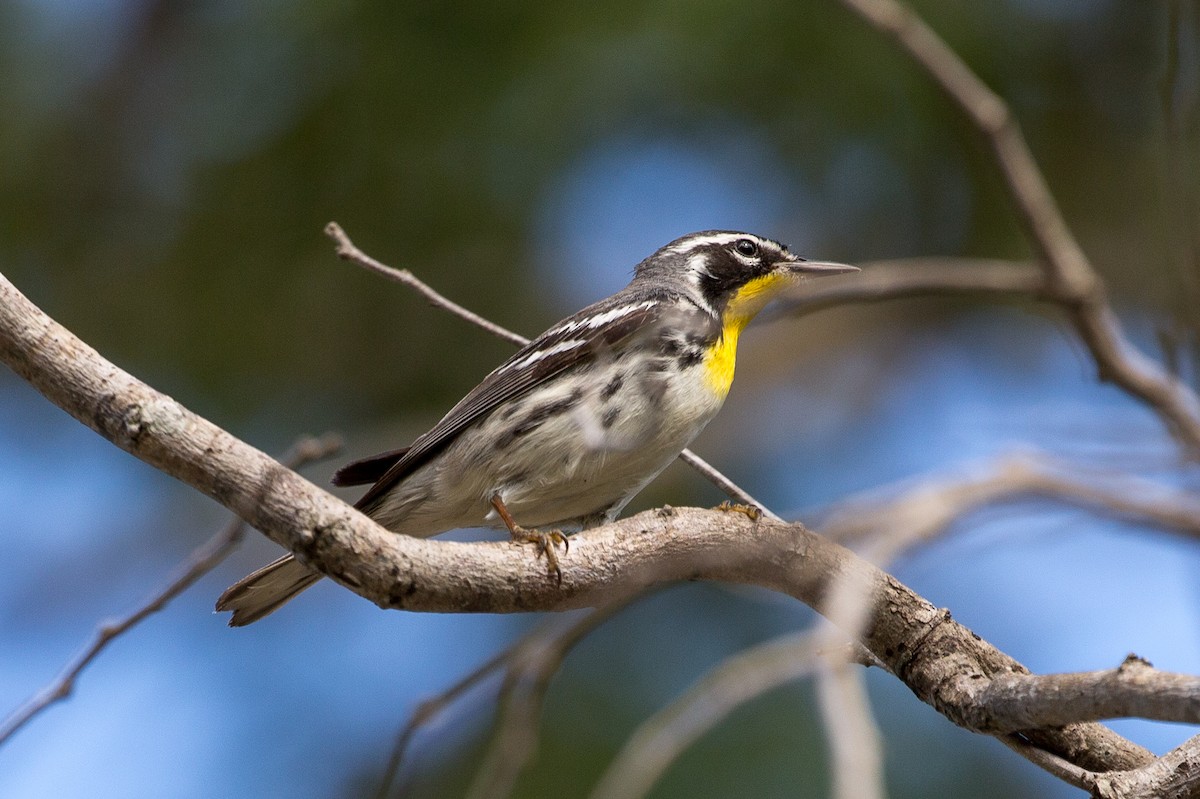 Yellow-throated Warbler - Bruce Barnhart