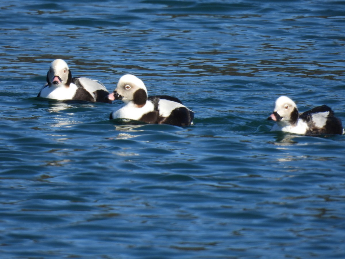 Long-tailed Duck - ML615511779