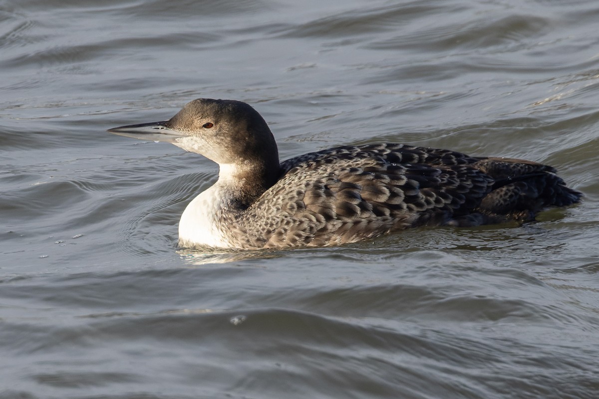 Common Loon - Andy Butler