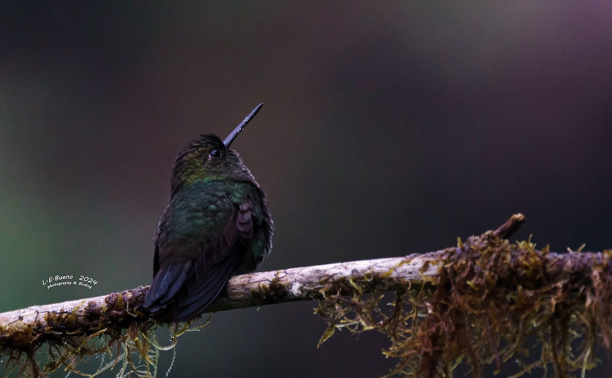 kolibřík zelenočelý - ML615511946