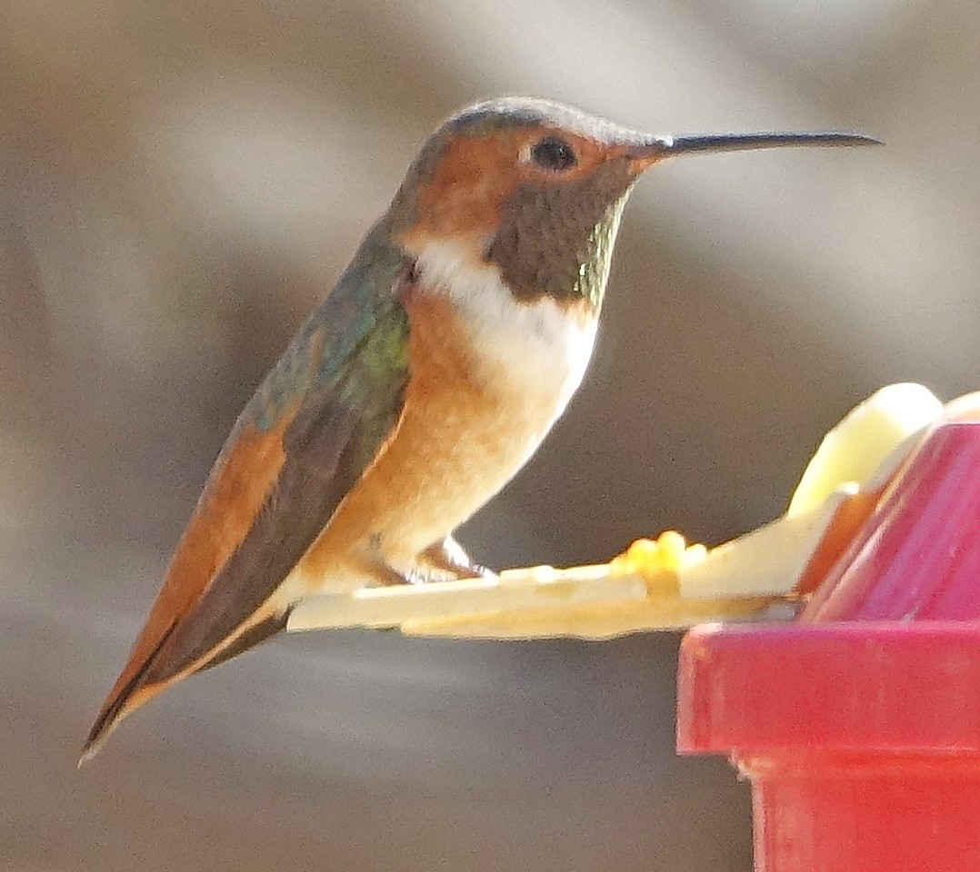 Texas eBird Checklist - 1 Mar 2024 - Johnson Ponds area, Alpine - 17 ...