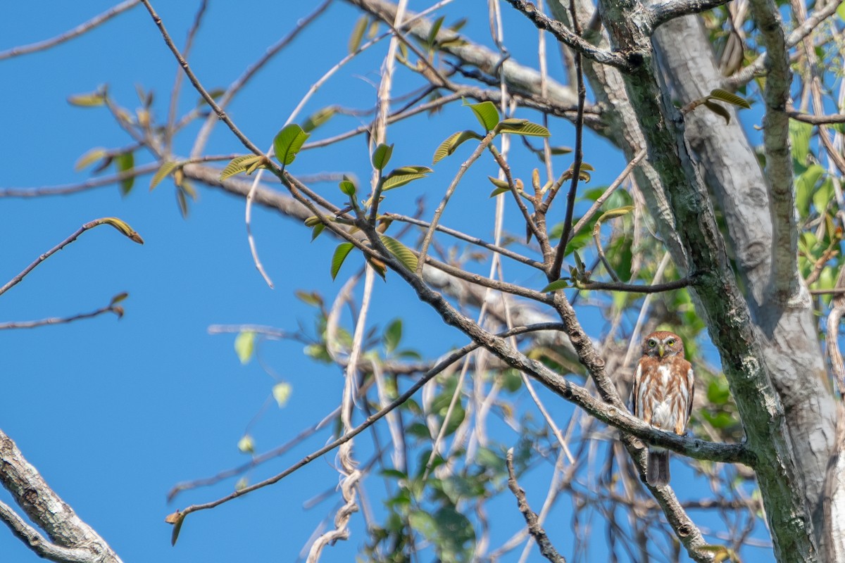 Amazonian Pygmy-Owl - ML615512134