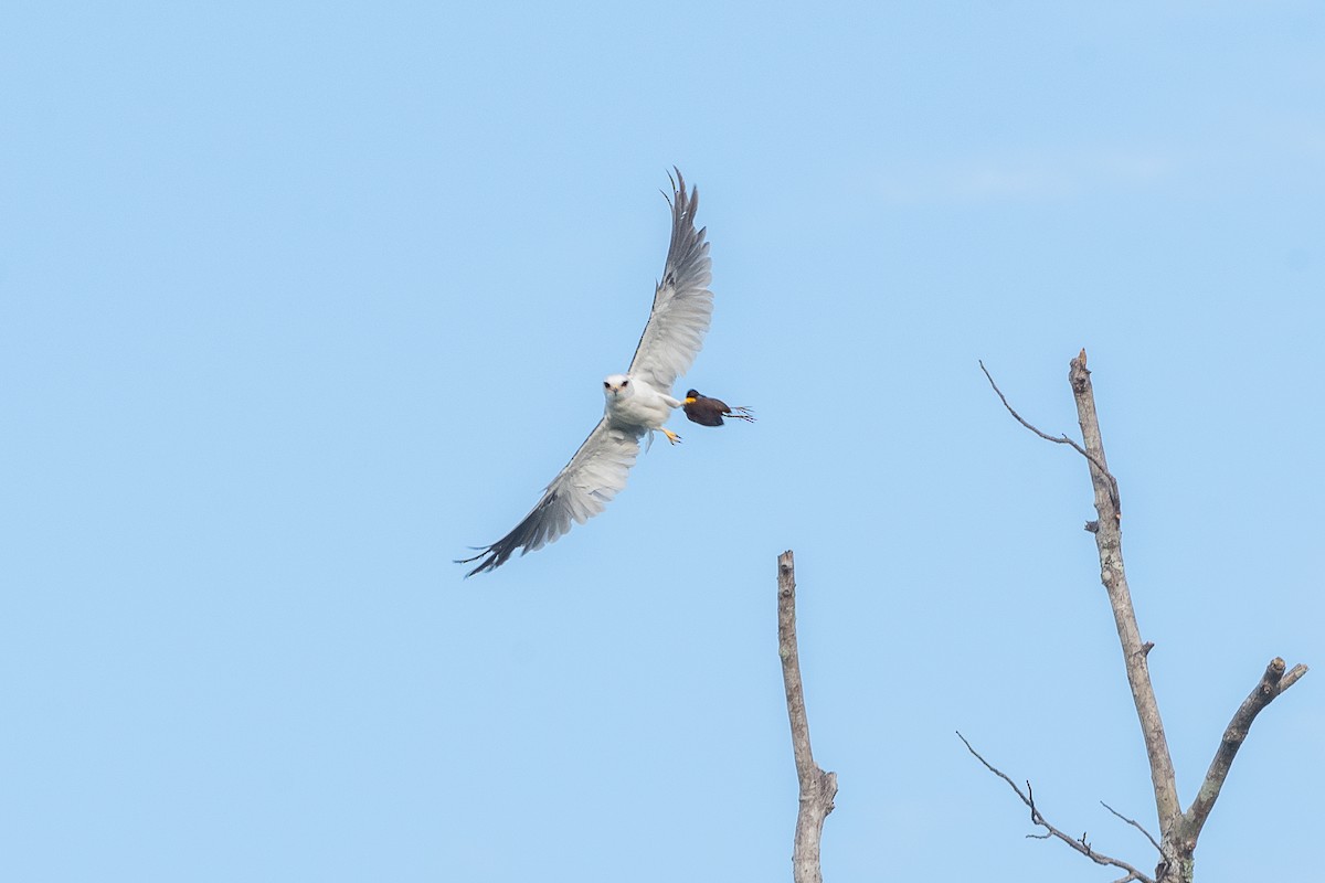 White-tailed Kite - ML615512212