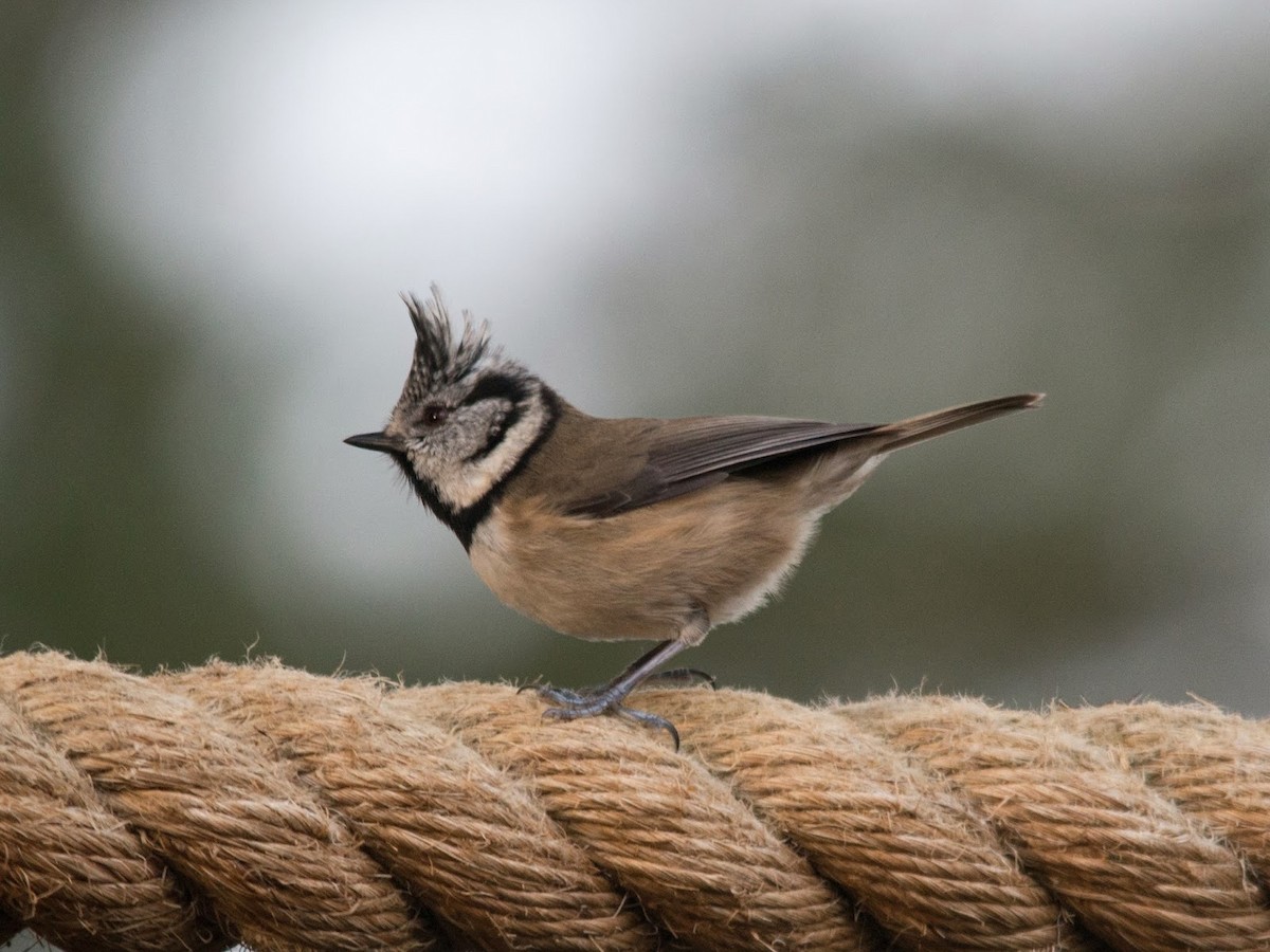 Crested Tit - ML615512298
