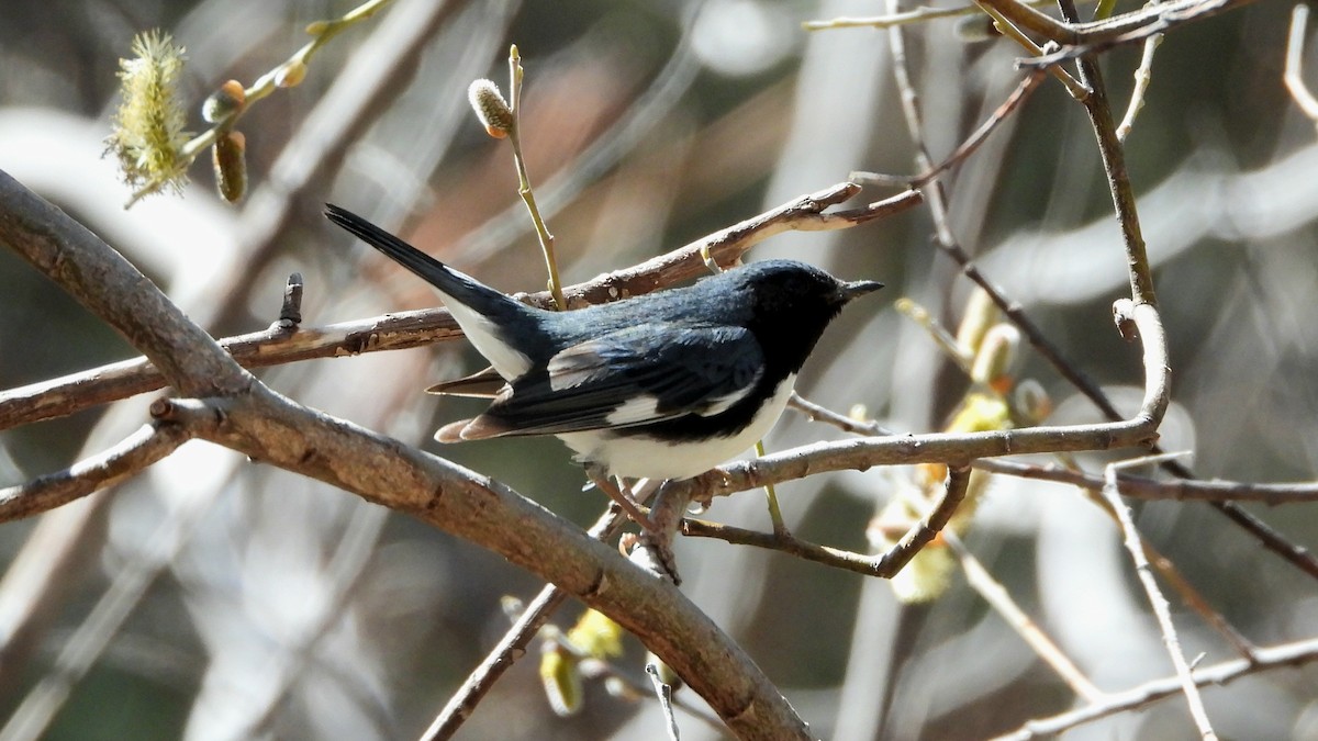 Black-throated Blue Warbler - ML615512410