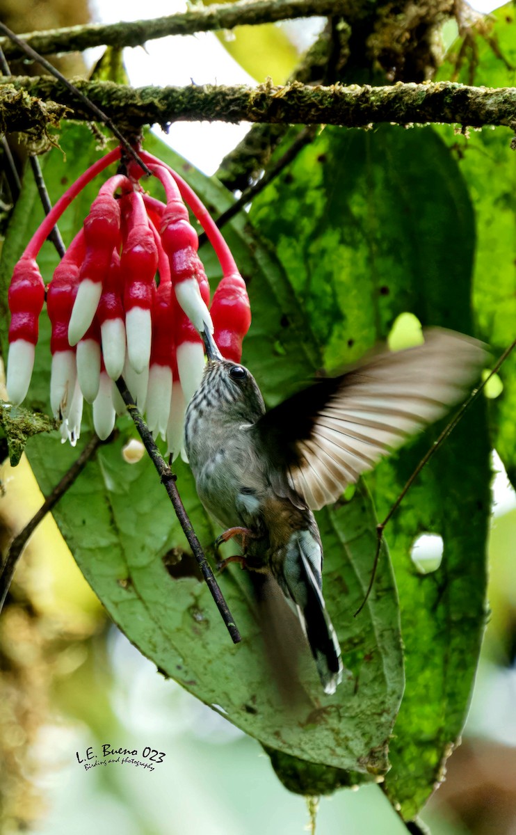 Tooth-billed Hummingbird - LUIS ENRIQUE BUENO