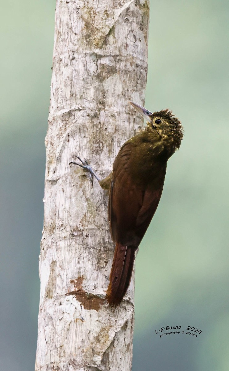 Spotted Woodcreeper - LUIS ENRIQUE BUENO