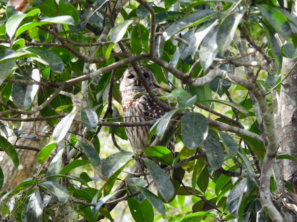 Barred Owl - patricia kuzma sell