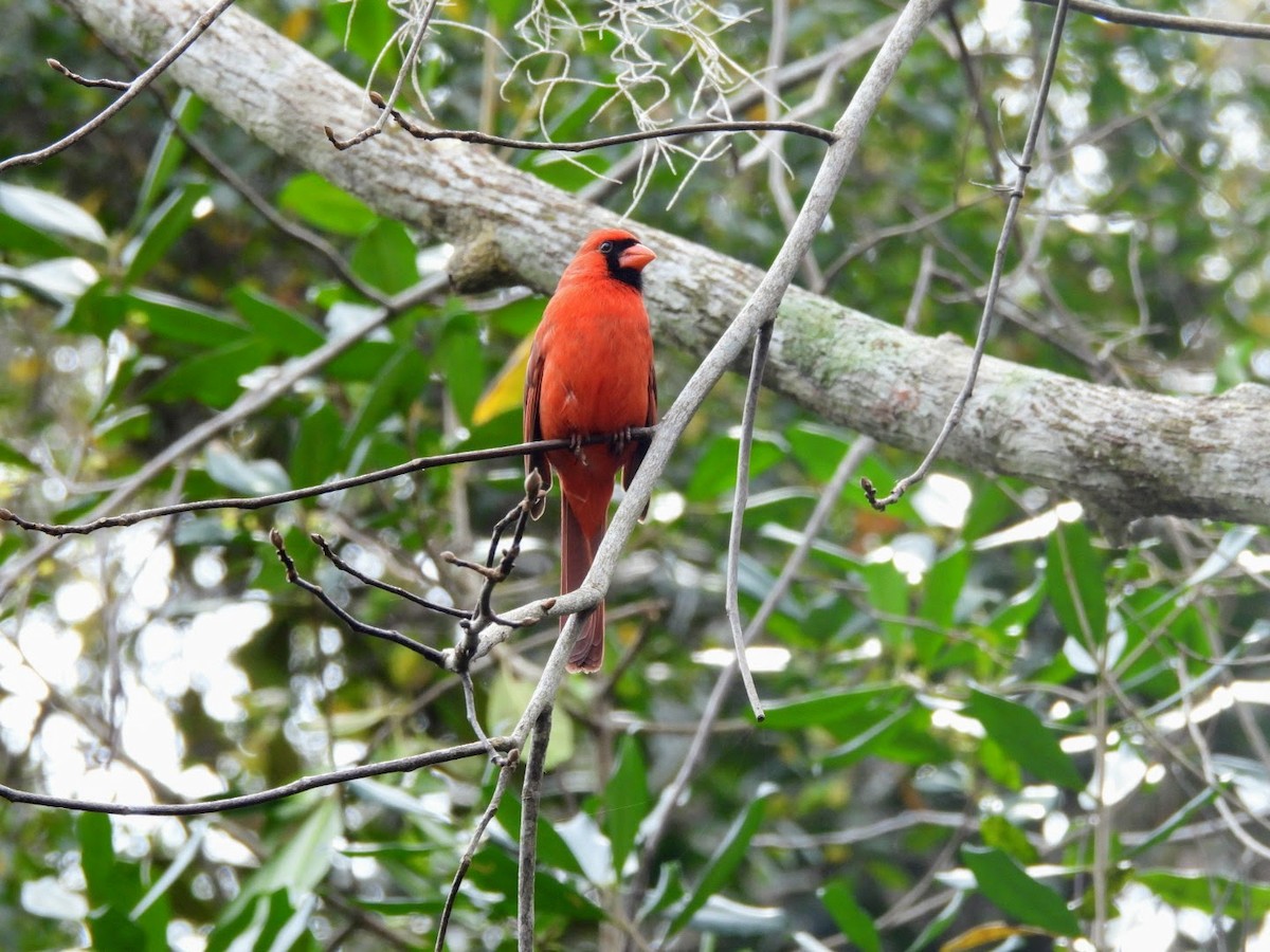 Northern Cardinal - patricia kuzma sell