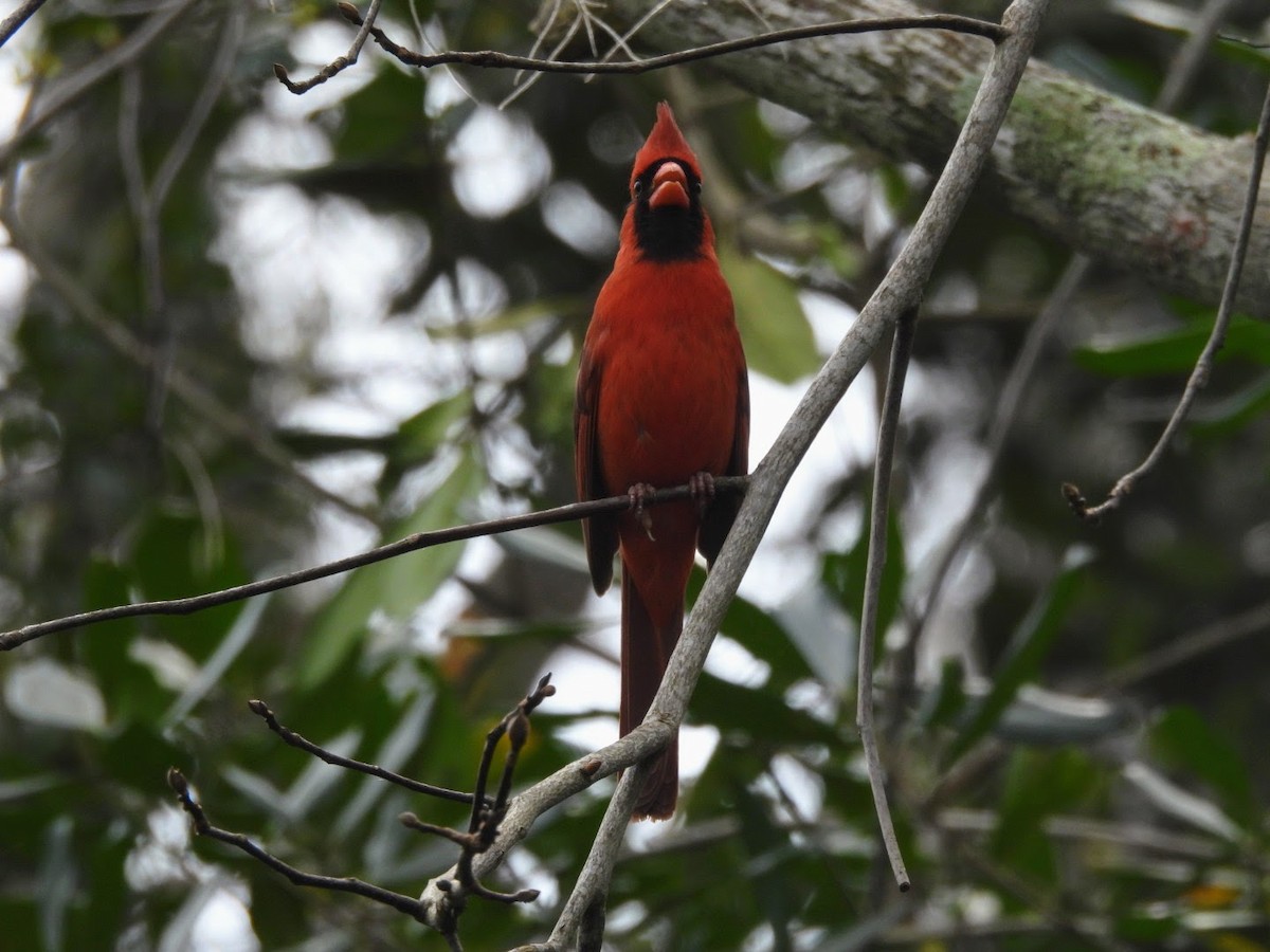 Northern Cardinal - patricia kuzma sell