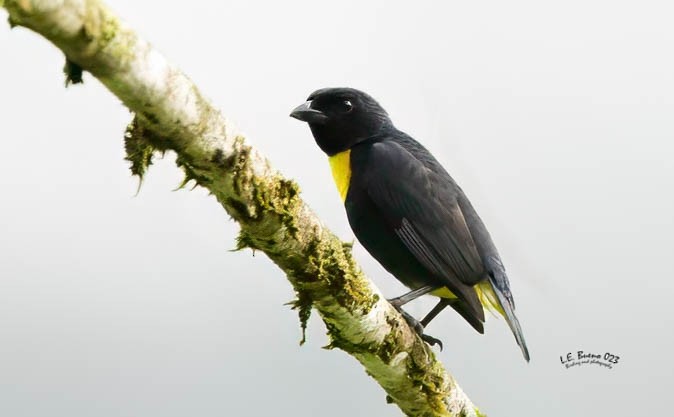 Golden-chested Tanager - ML615512684