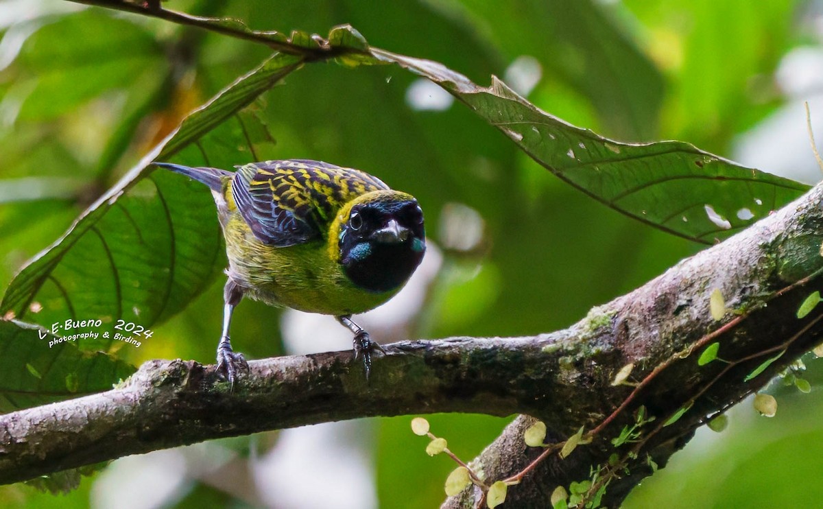 Blue-whiskered Tanager - LUIS ENRIQUE BUENO