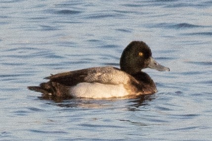 Greater Scaup - ML615512720