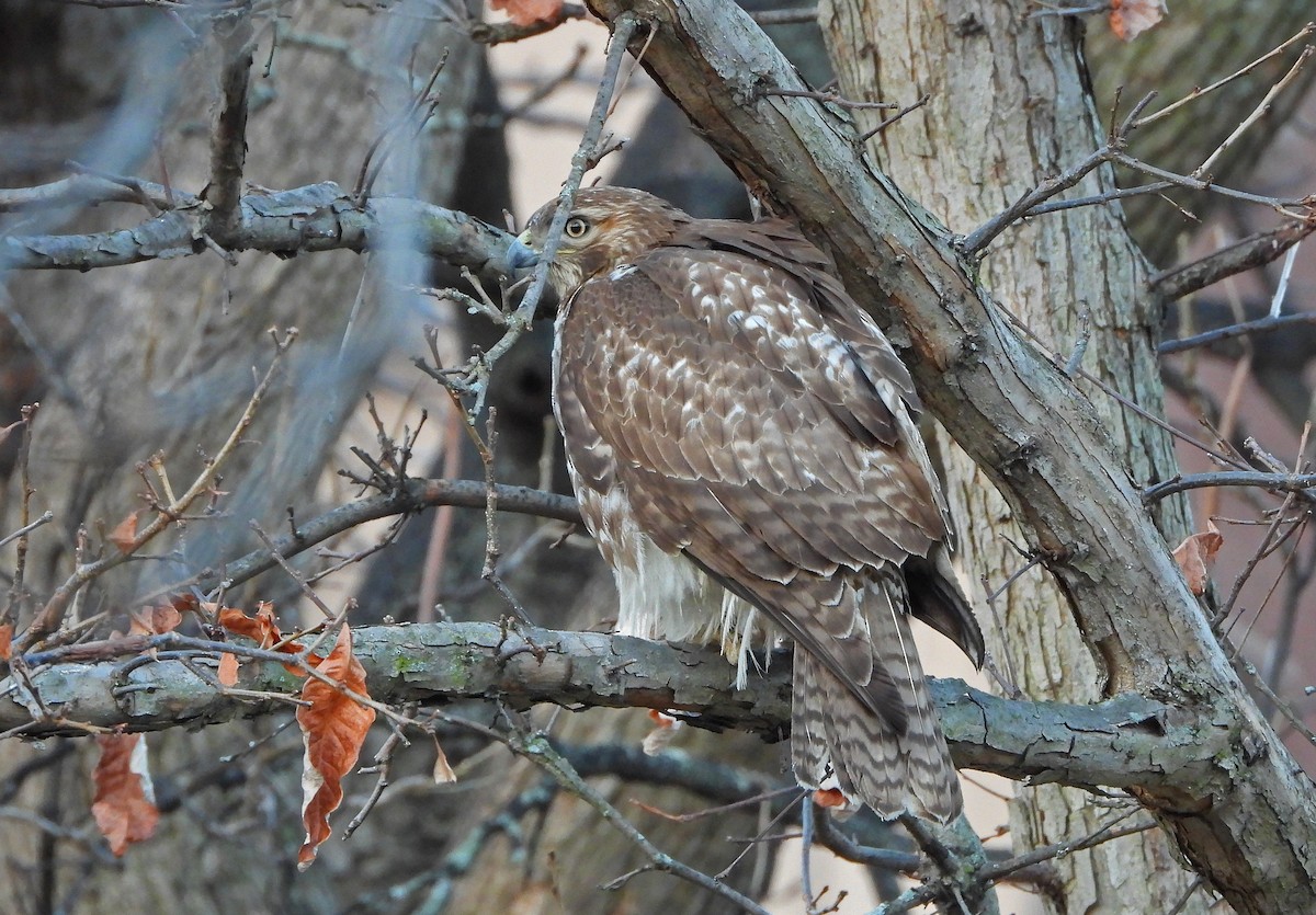 Red-tailed Hawk - ML615512762
