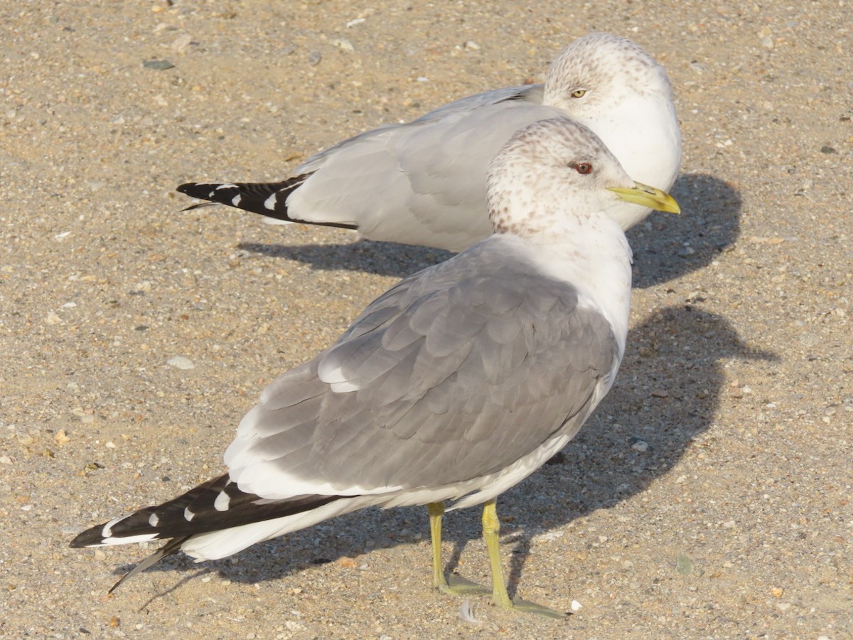 Common Gull (Kamchatka) - ML615512811