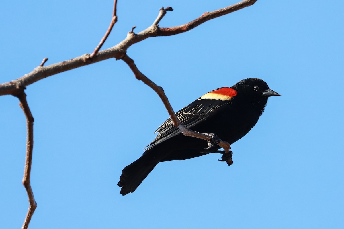 Red-winged Blackbird - ML615512867
