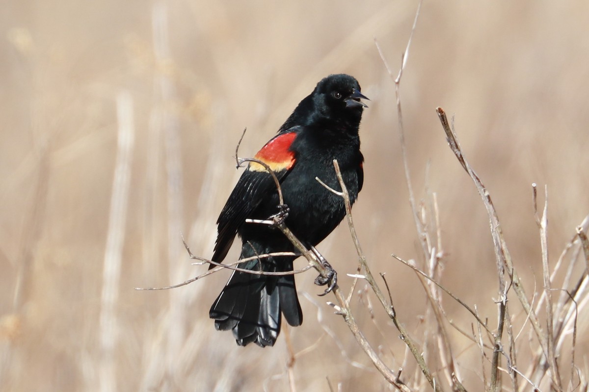 Red-winged Blackbird - ML615512869