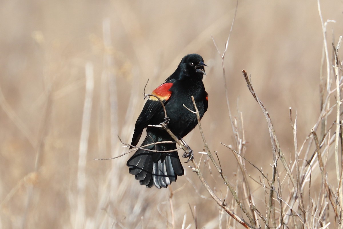 Red-winged Blackbird - ML615512871