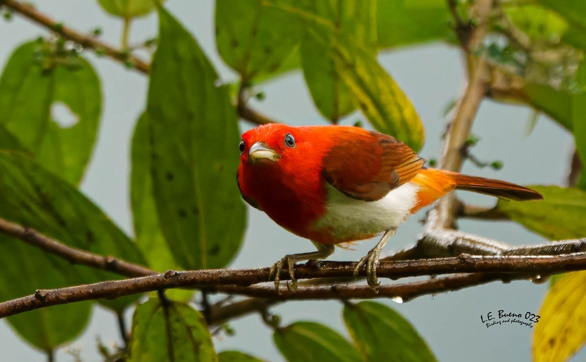 Scarlet-and-white Tanager - LUIS ENRIQUE BUENO