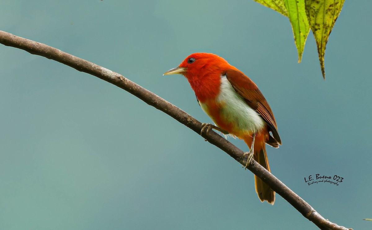 Scarlet-and-white Tanager - LUIS ENRIQUE BUENO