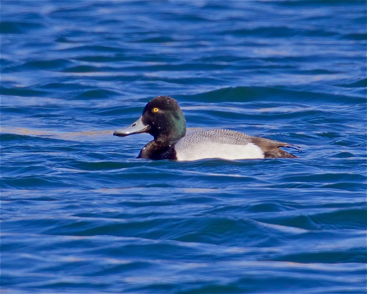 Greater Scaup - ML615513352