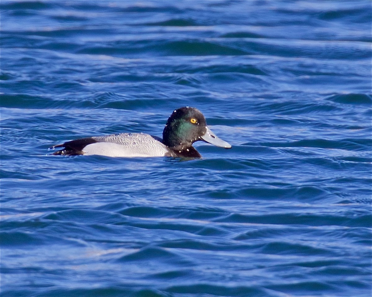 Greater Scaup - ML615513361