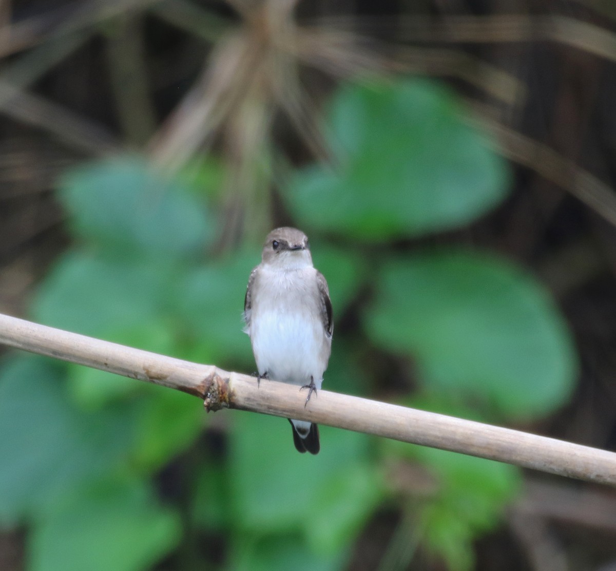 Northern Rough-winged Swallow (Ridgway's) - ML615513383