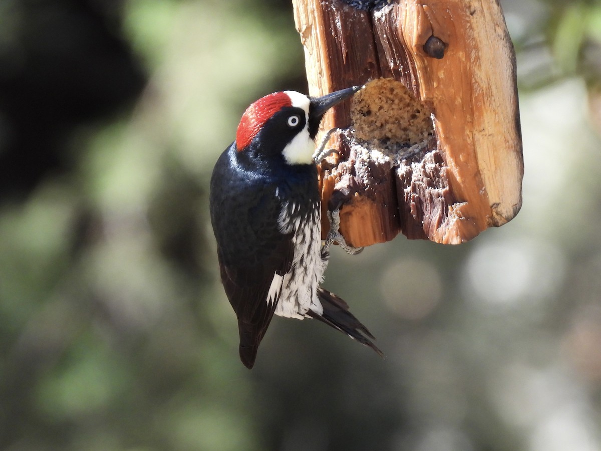 Acorn Woodpecker - ML615513407