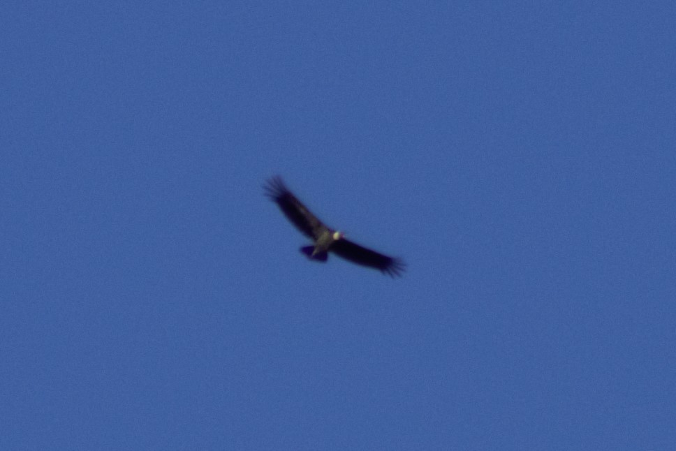 Condor des Andes - ML615513431