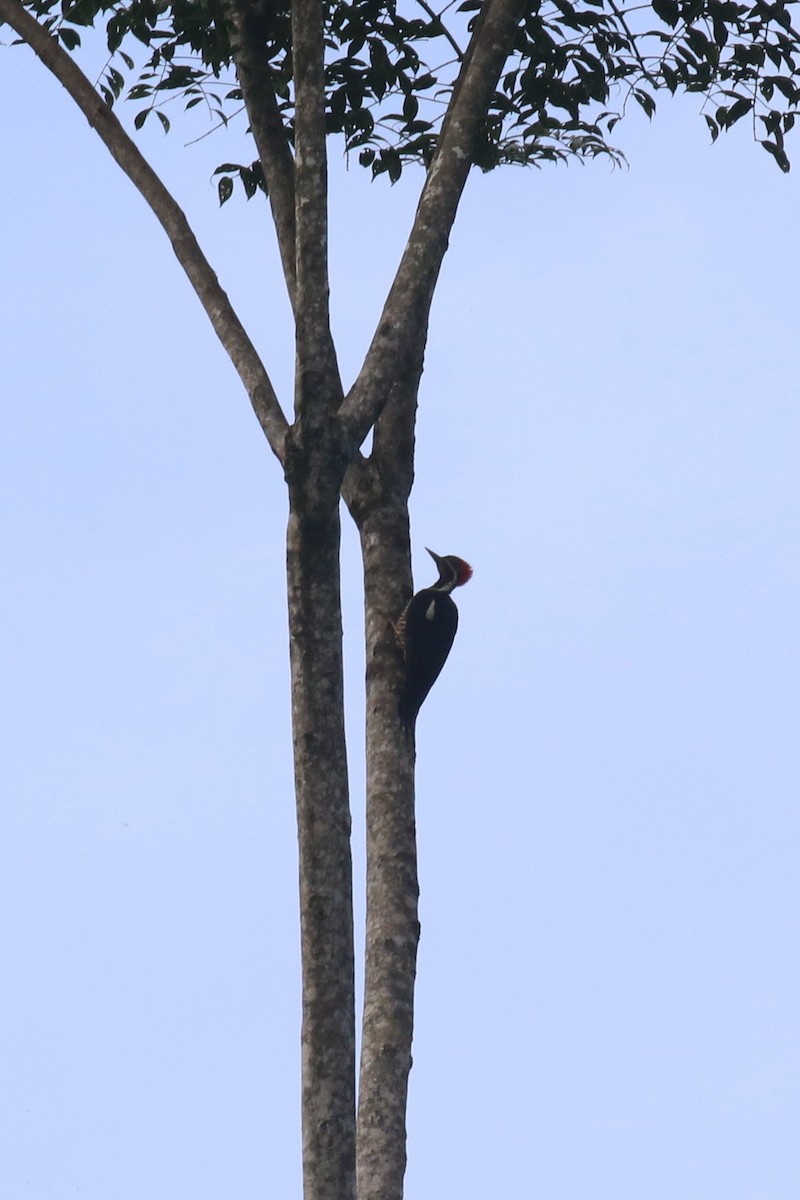 Lineated Woodpecker - ML615513451