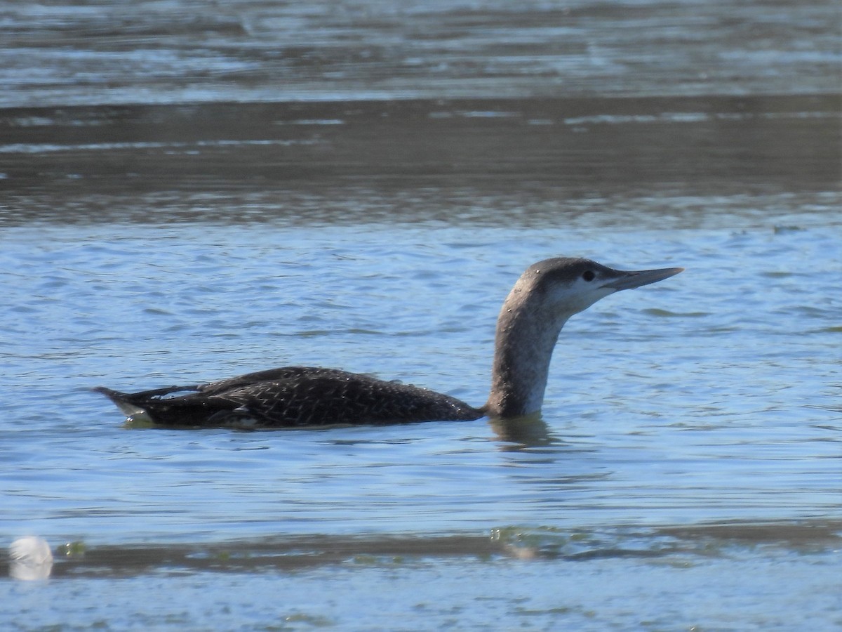 Red-throated Loon - ML615513469