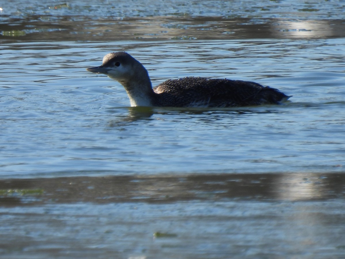 Red-throated Loon - ML615513471