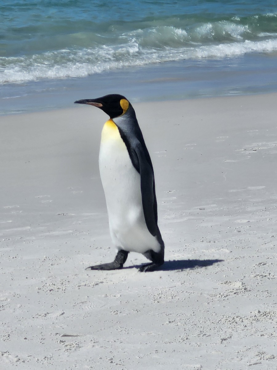 tučňák patagonský - ML615513524
