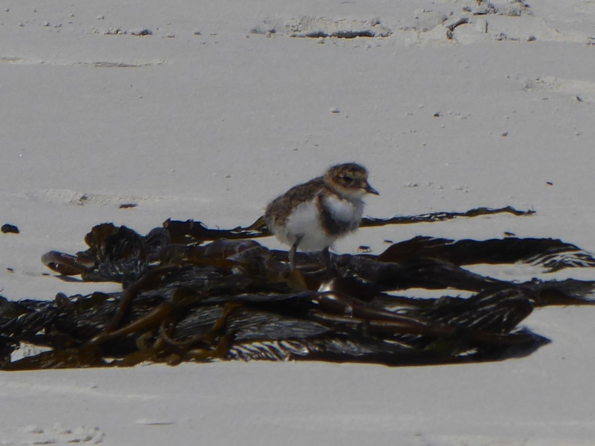 Two-banded Plover - ML615513565