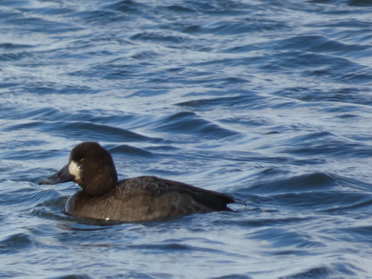 Greater Scaup - ML615513580