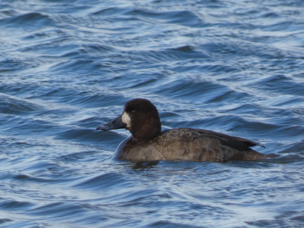 Greater Scaup - ML615513582