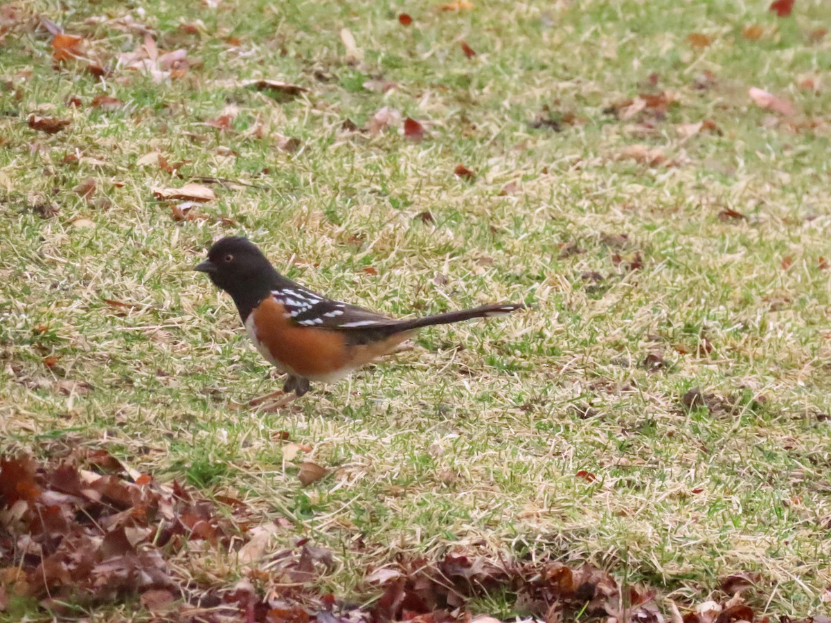 Spotted Towhee - ML615513689